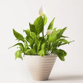 Spathiphyllum plant